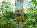 Poly Tunnel