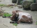 Sleeping Goat