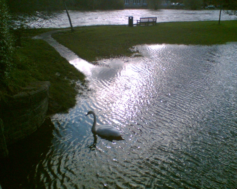 Swan next to the river derwent in cockermouth