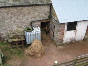 confused goat