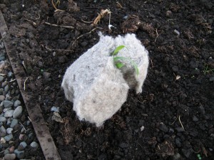 Sweetcorn Insultated with Thermafleece