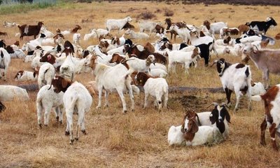 Goats at Google Mountain View headquarters (c) google 
