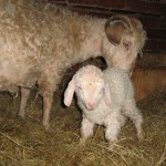 goat kid and mummy