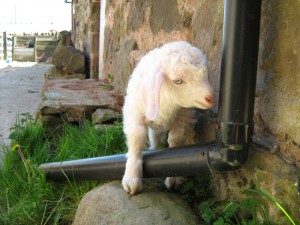 Baby goat trying to navigate round the drain pipe