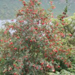 rowan berries at ennerdale