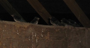 swallows