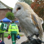 cuddles the barn owl cuddles the barn owl